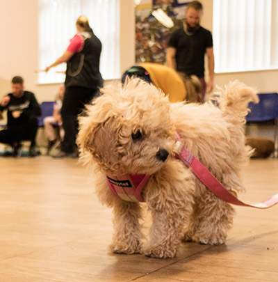 Puppy Foundation Course